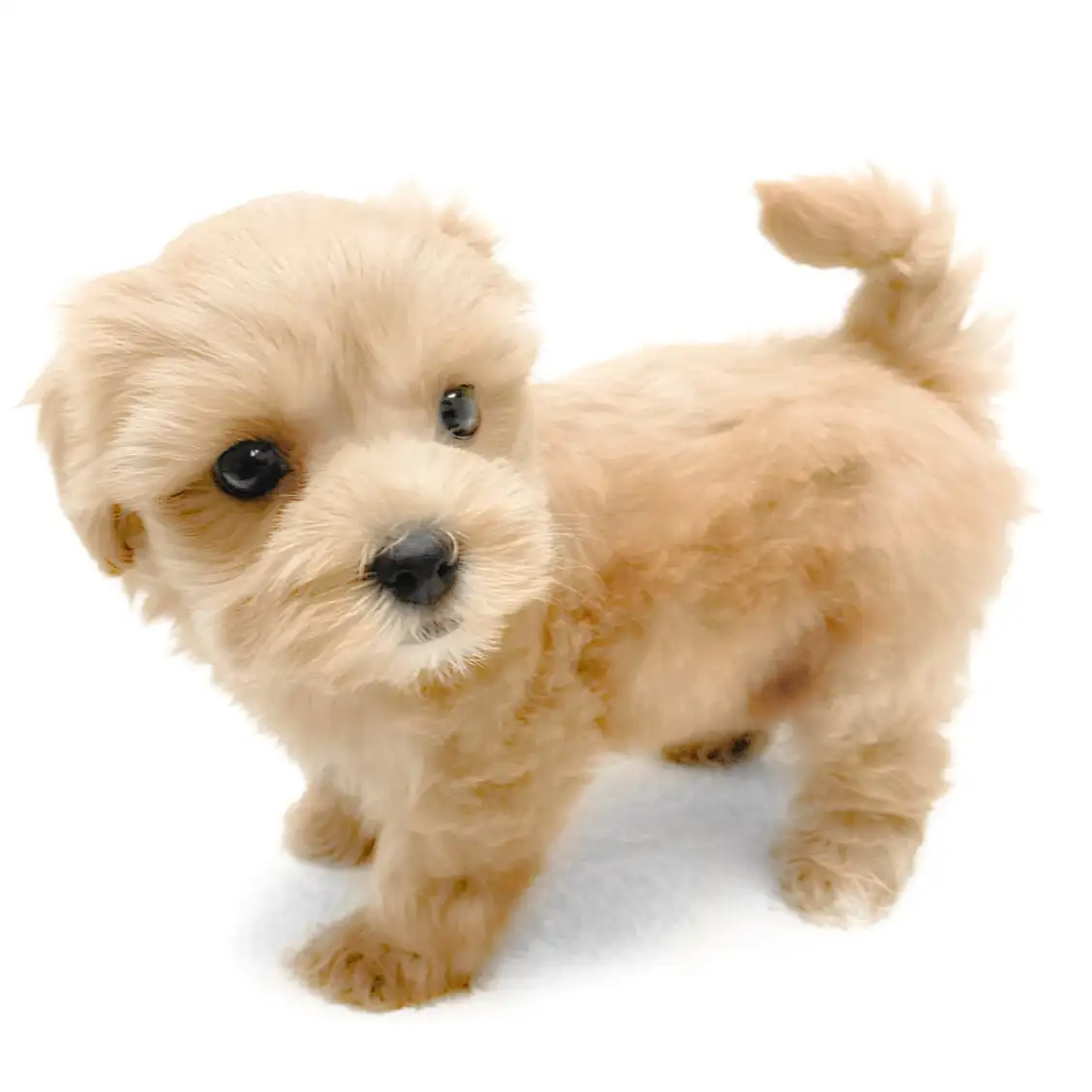 MIX(マルチーズ×トイプードル)