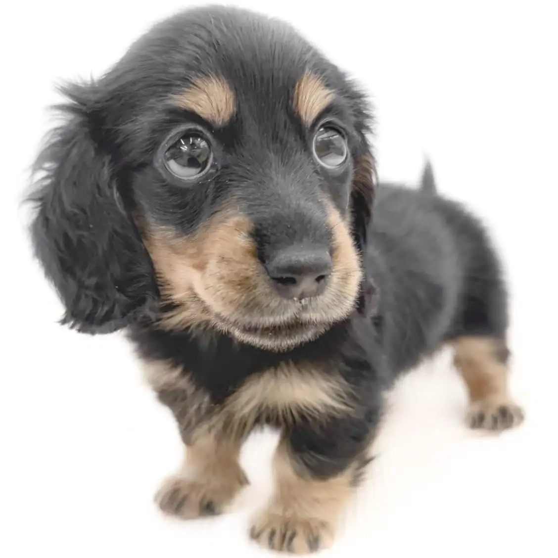 カニンヘン・ダックスフント