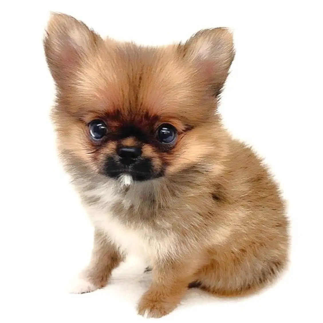 MIX（ポメラニアン×チワワ）