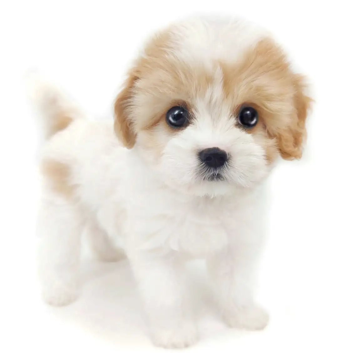 MIX（キャバリアキングチャールズスパニエル×ビションフリーゼ）