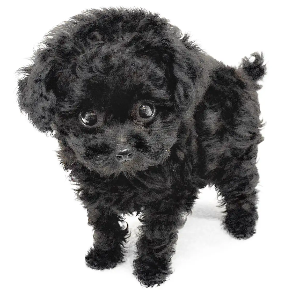 トイ・プードル