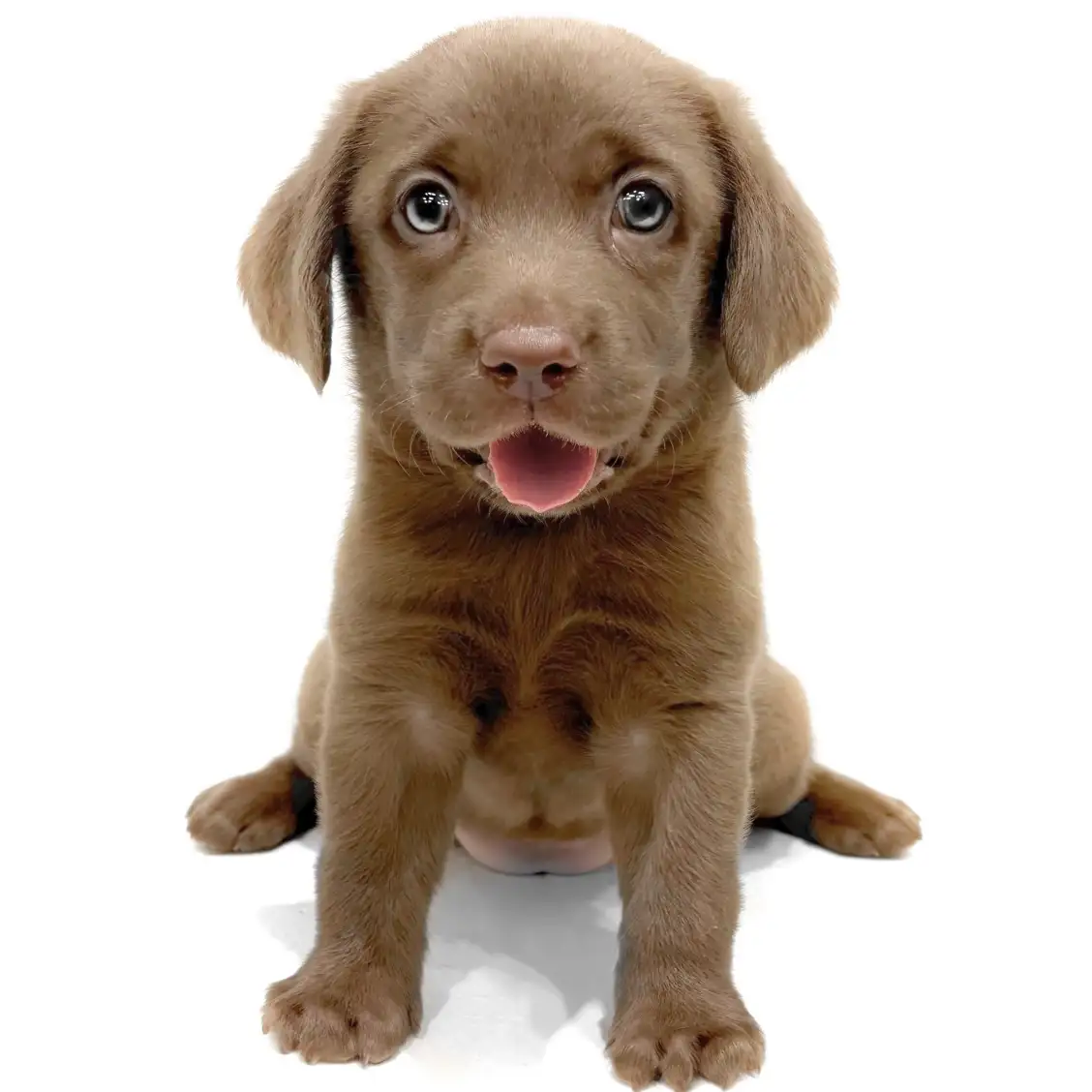 ラブラドールレトリバー