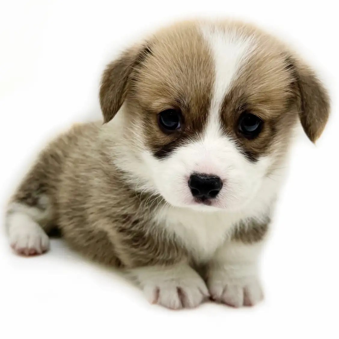 ウェルシュコーギーペンブローク