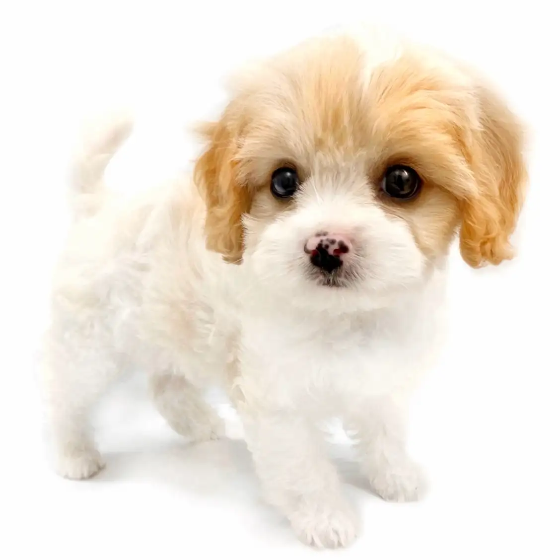 MIX(キャバリアキングチャールズスパニエル×ビションフリーゼ)