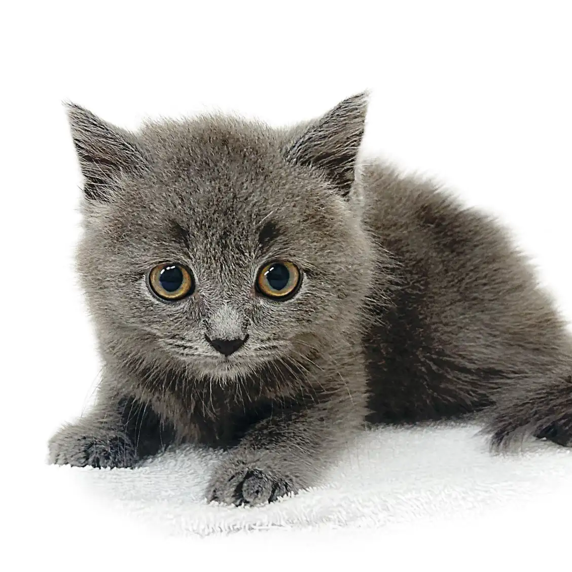 ブリティッシュショートヘア