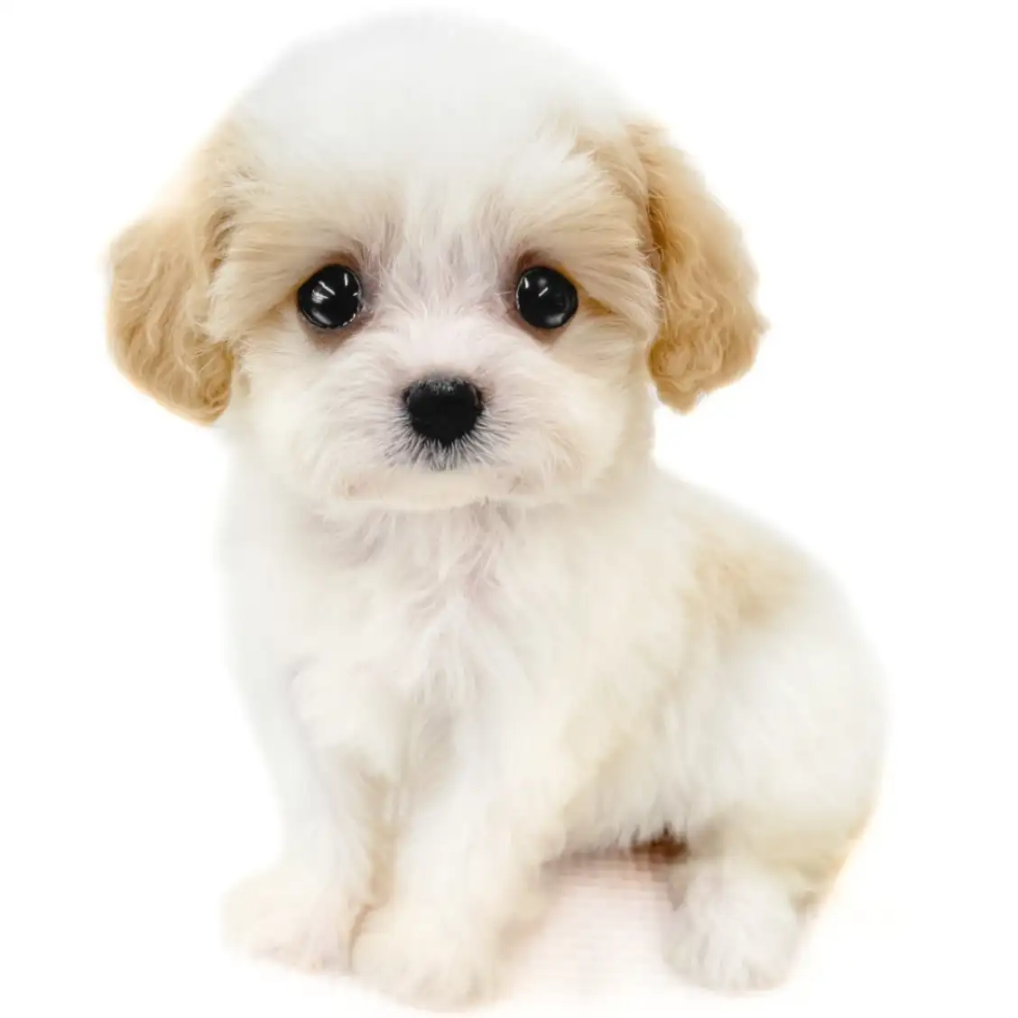 MIX(キャバリアキングチャールズスパニエル×ビションフリーゼ)