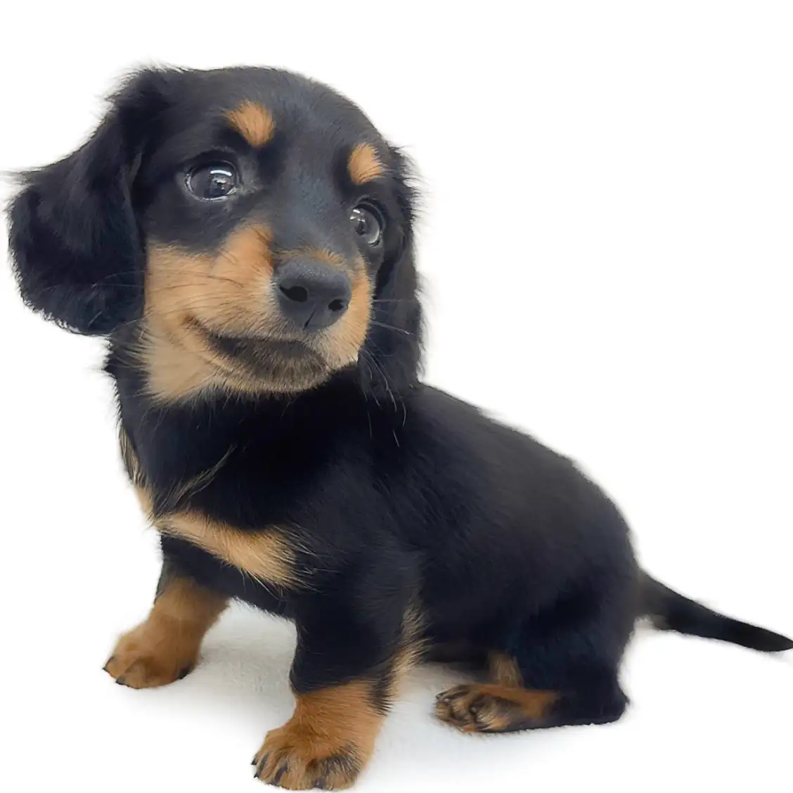 ミニチュア・ダックスフント