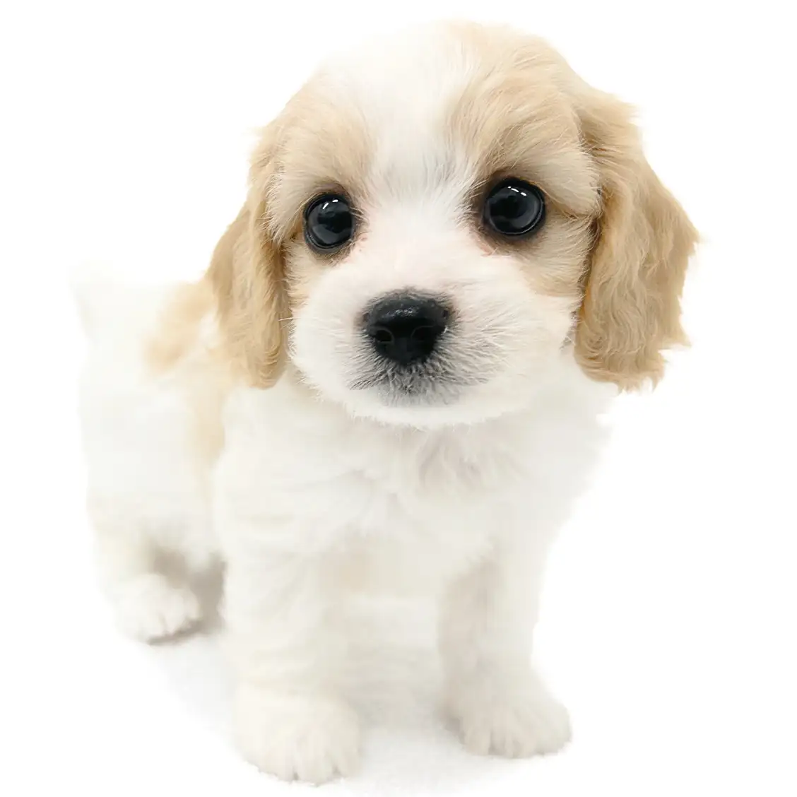 MIX（ビションフリーゼ×キャバリアキングチャールズスパニエル）