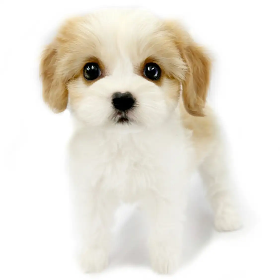 MIX(キャバリアキングチャールズスパニエル×ビションフリーゼ)