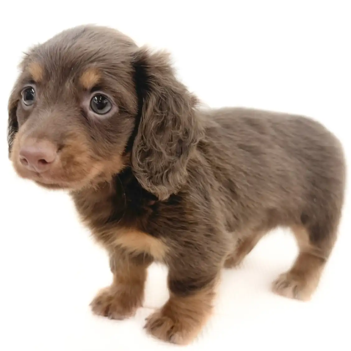 ミニチュア・ダックスフント