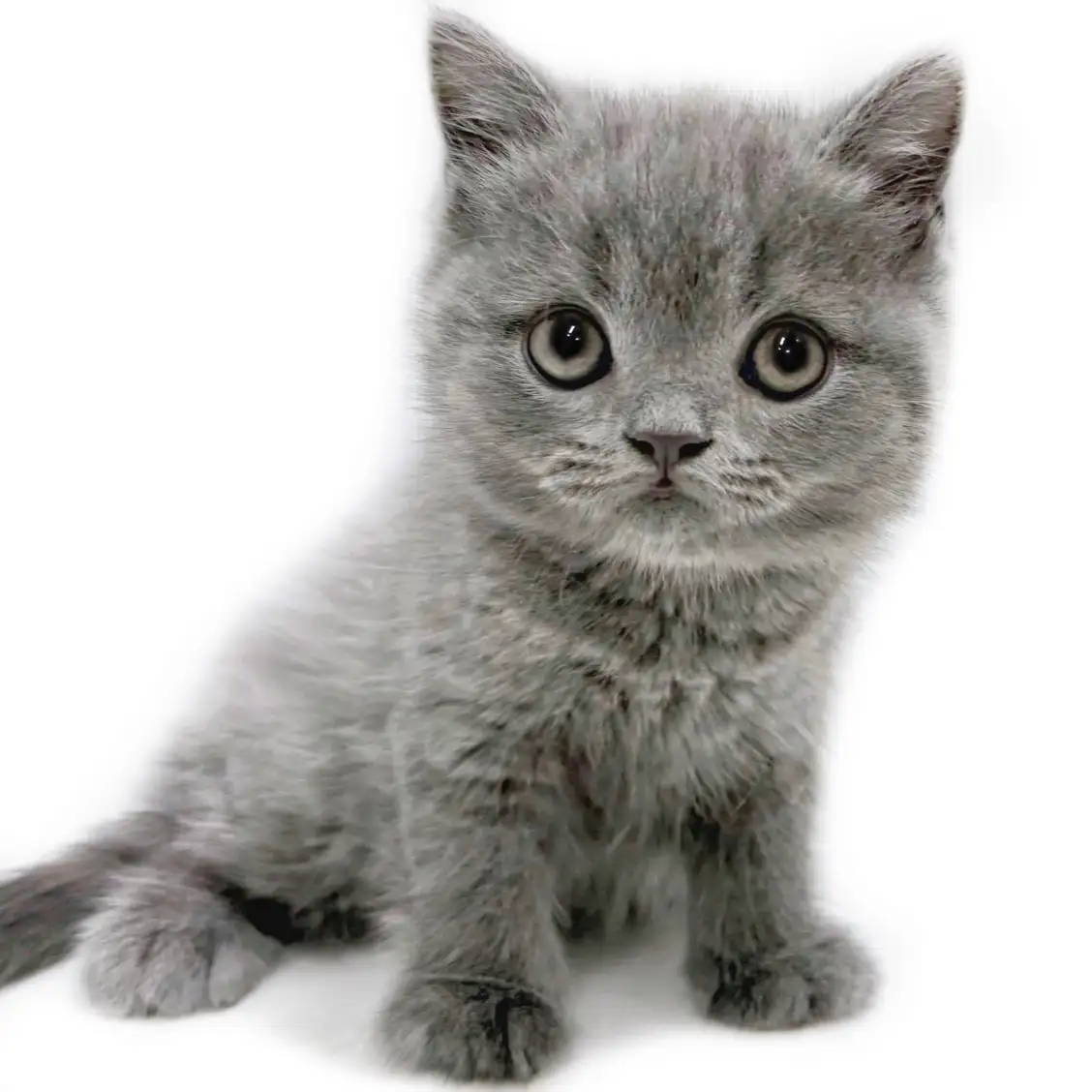 ブリティッシュショートヘア