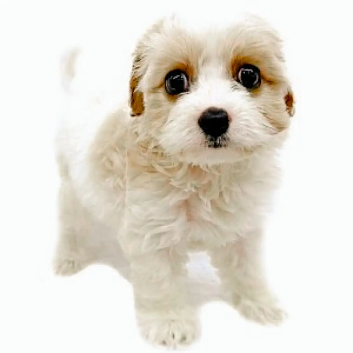 MIX（キャバリアキングチャールズスパニエル×ビションフリーゼ）