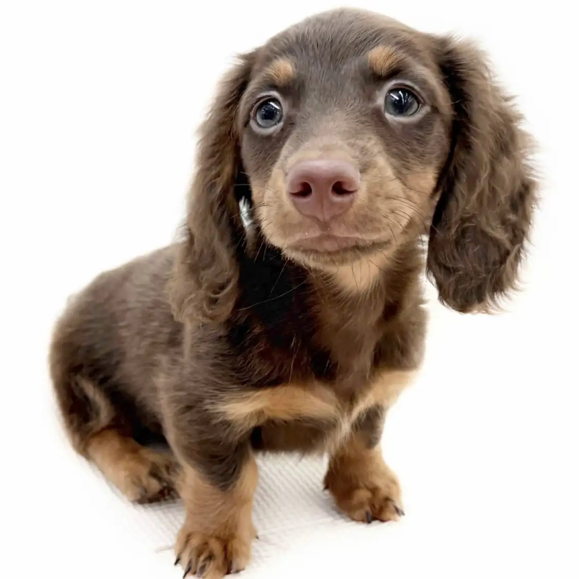 ミニチュア・ダックスフント