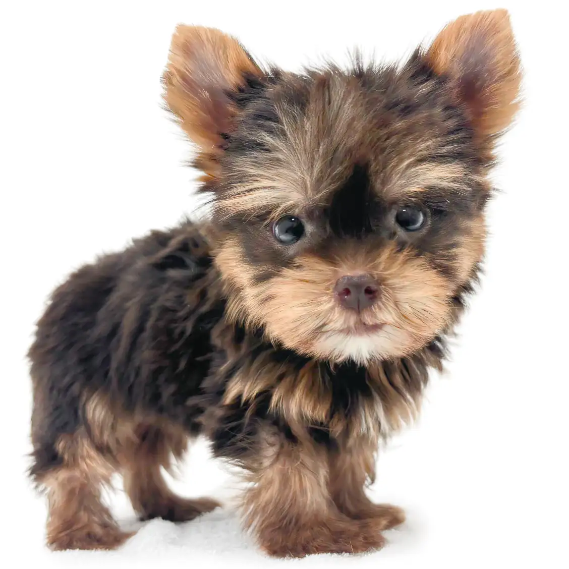 ヨークシャーテリア