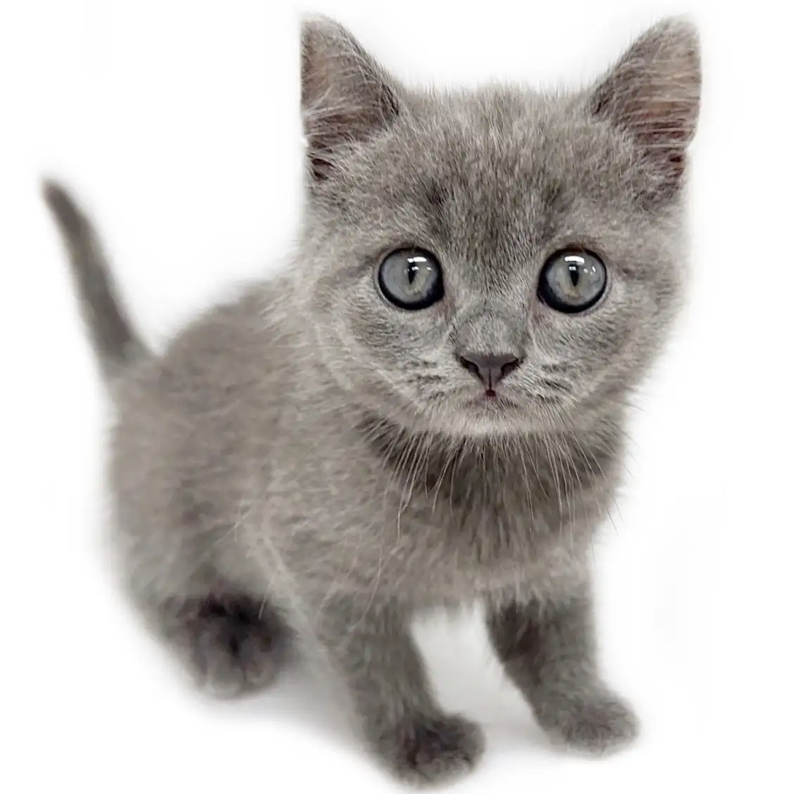 ブリティッシュショートヘア