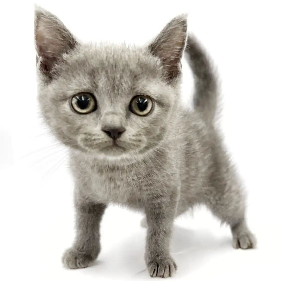 ブリティッシュショートヘア