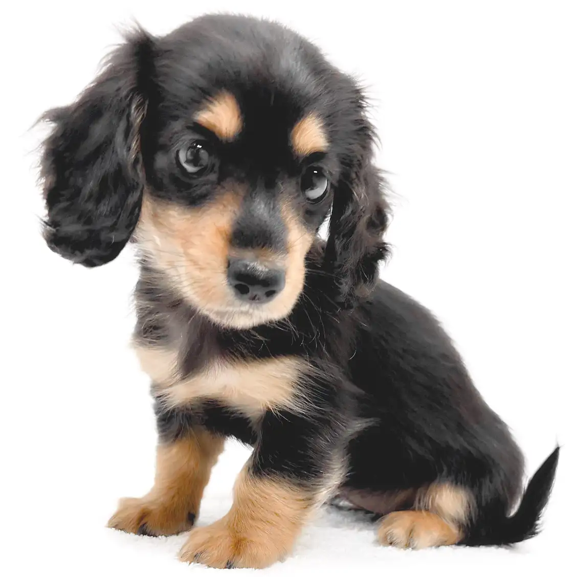 ミニチュア・ダックスフント