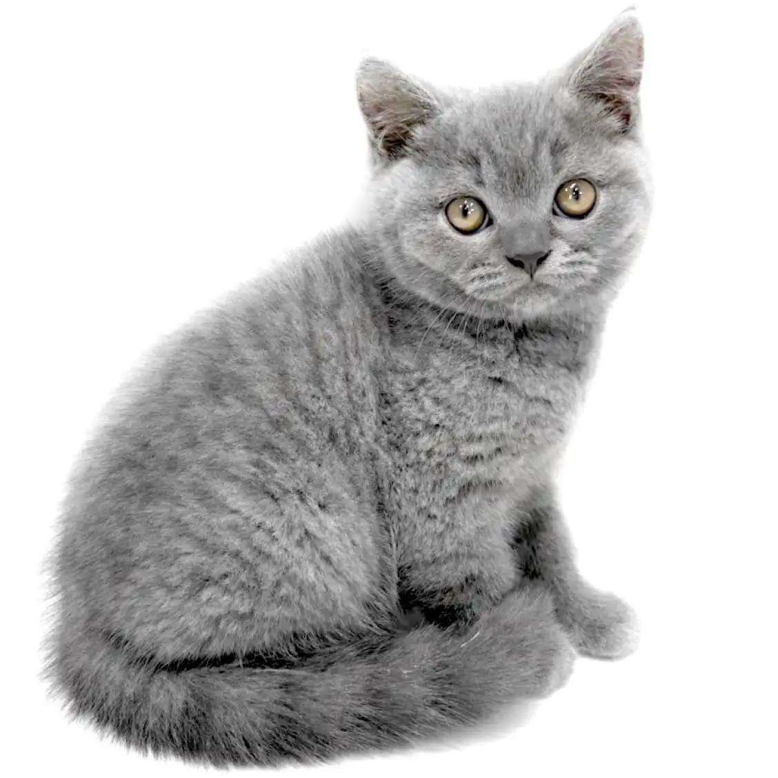 ブリティッシュショートヘア