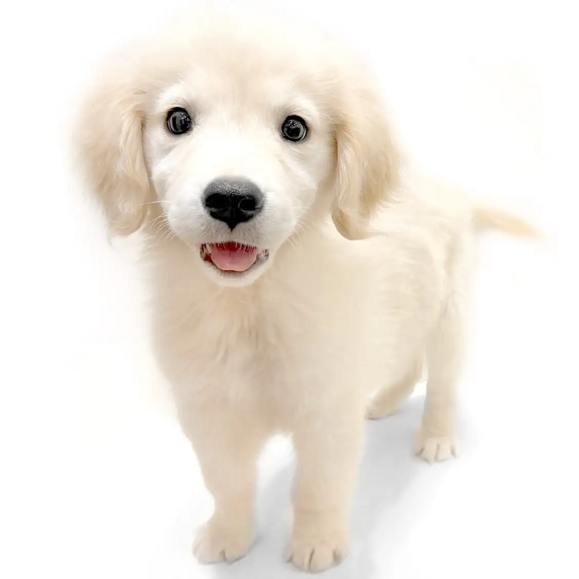 ゴールデンレトリバー