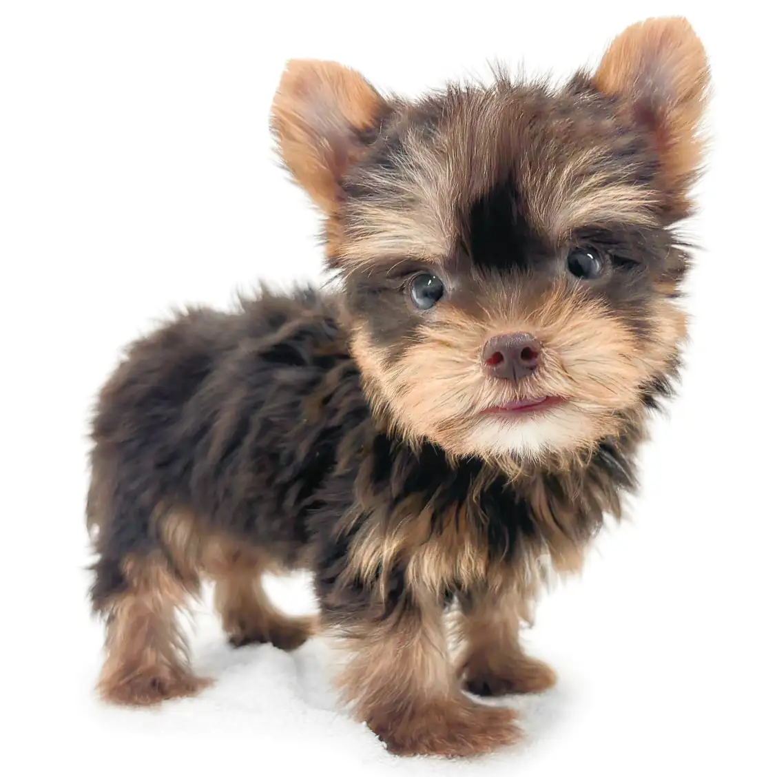 ヨークシャーテリア