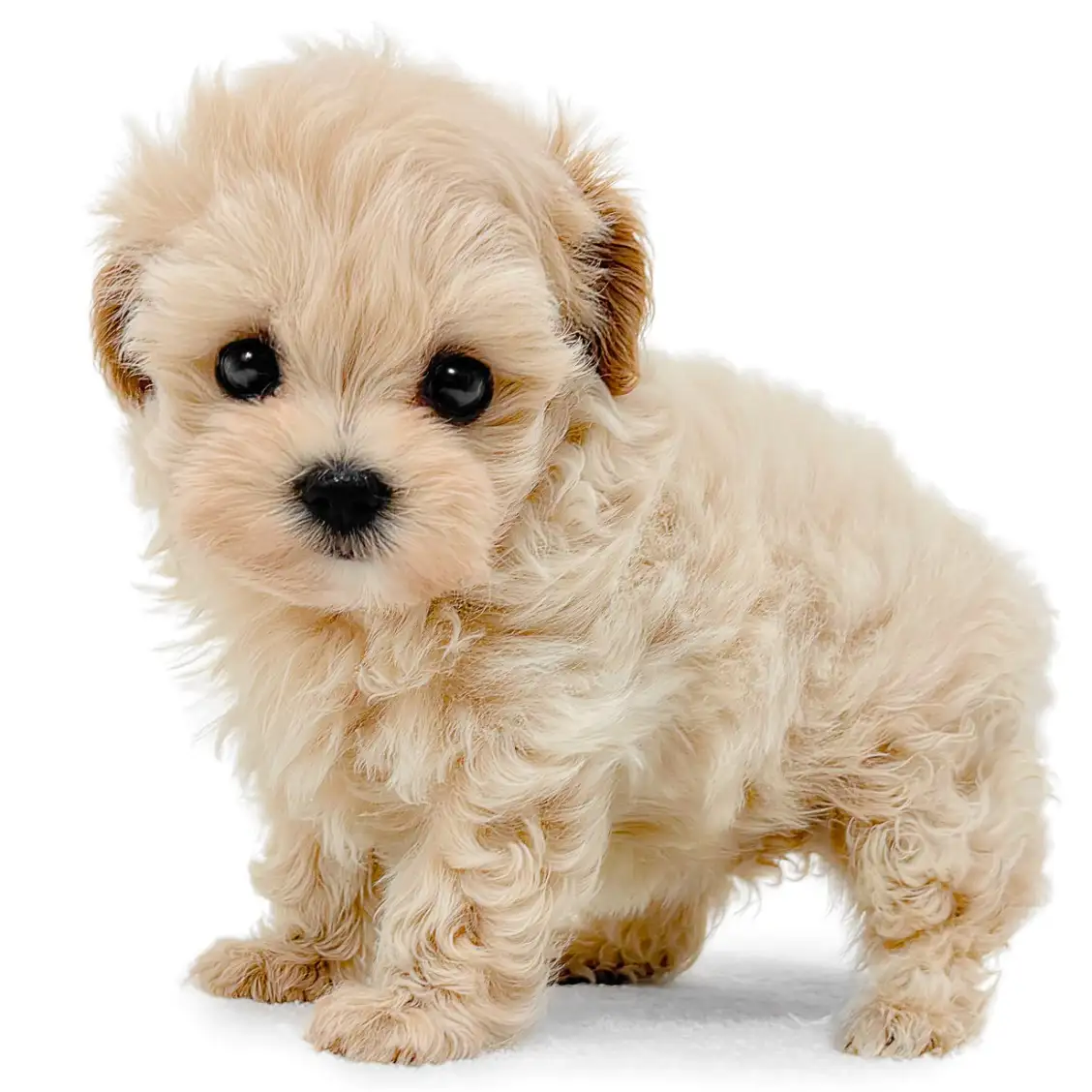 MIX(マルチーズ×トイプードル)