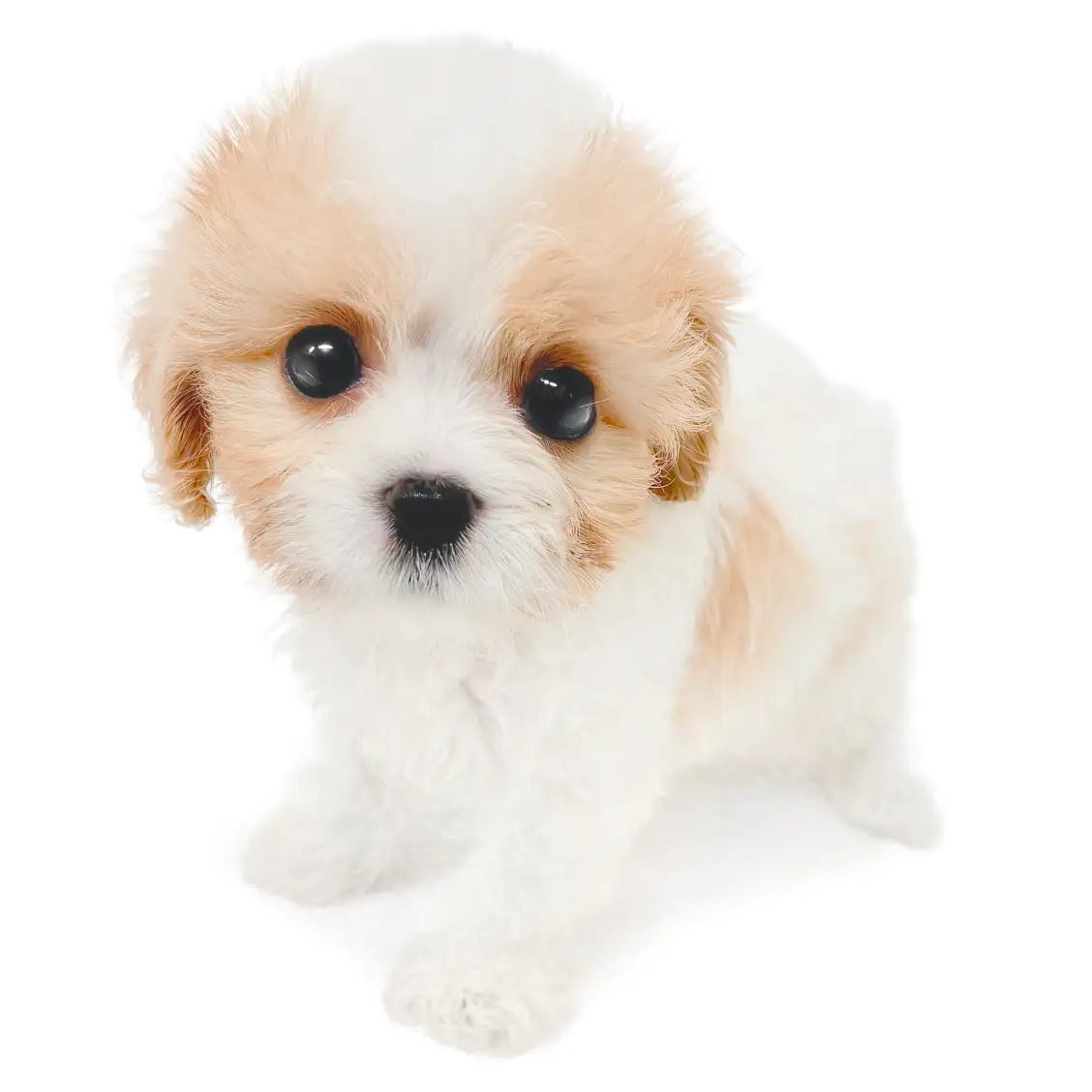 MIX(キャバリアキングチャールズスパニエル×ビションフリーゼ)