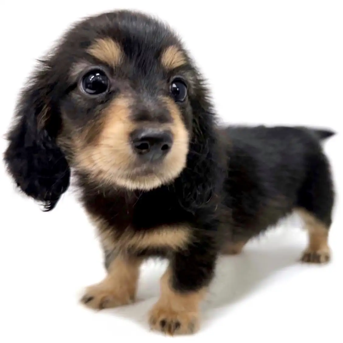 カニンヘン・ダックスフント