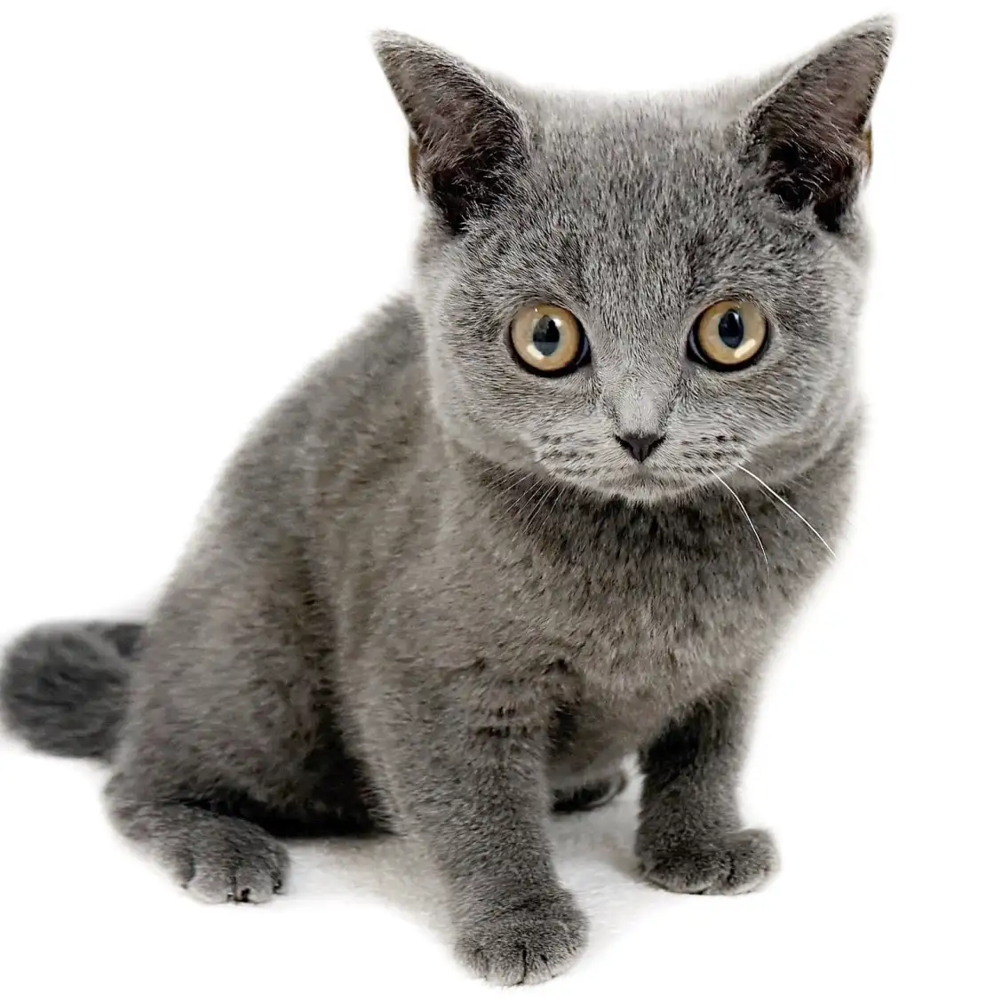 ブリティッシュショートヘア