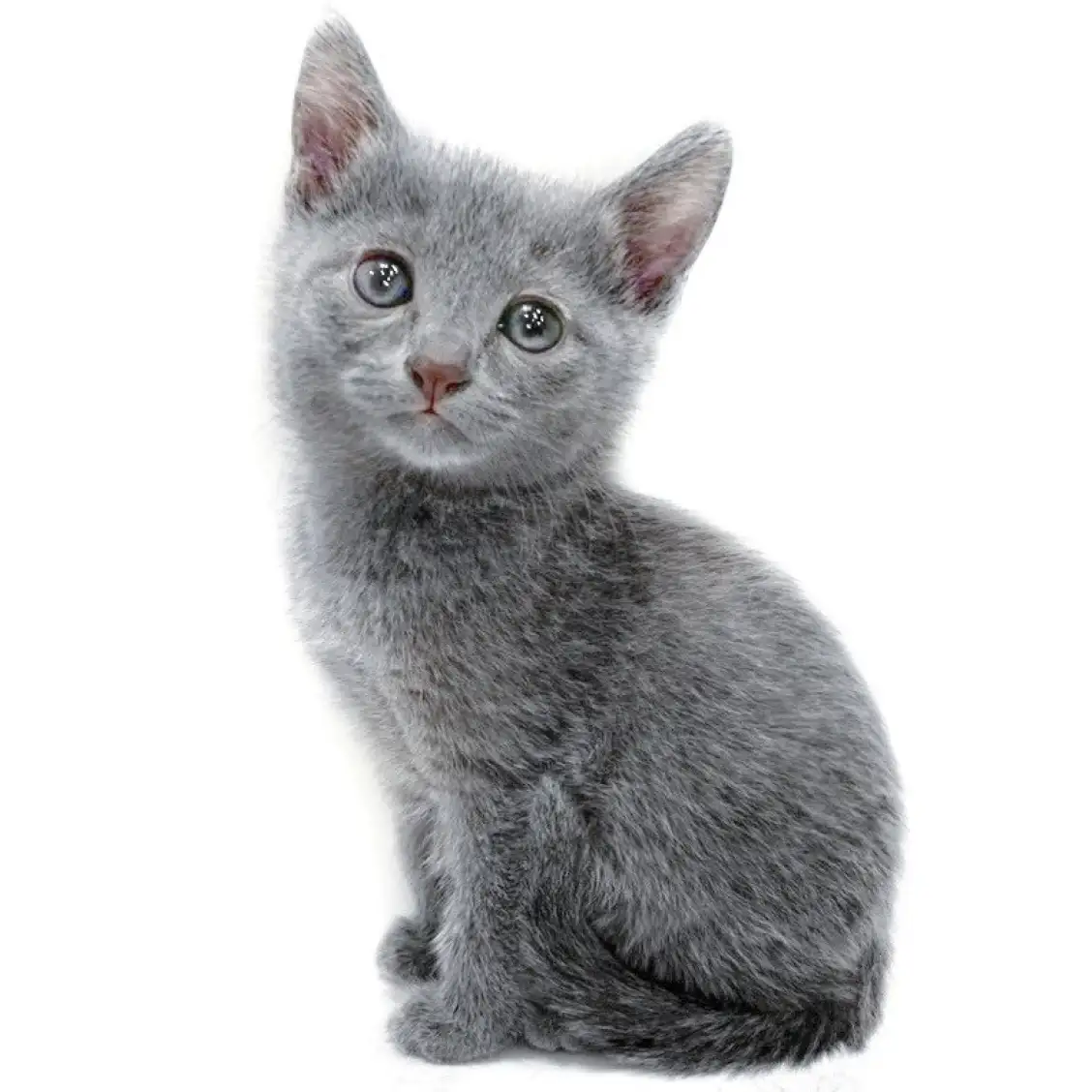 ロシアンブルー