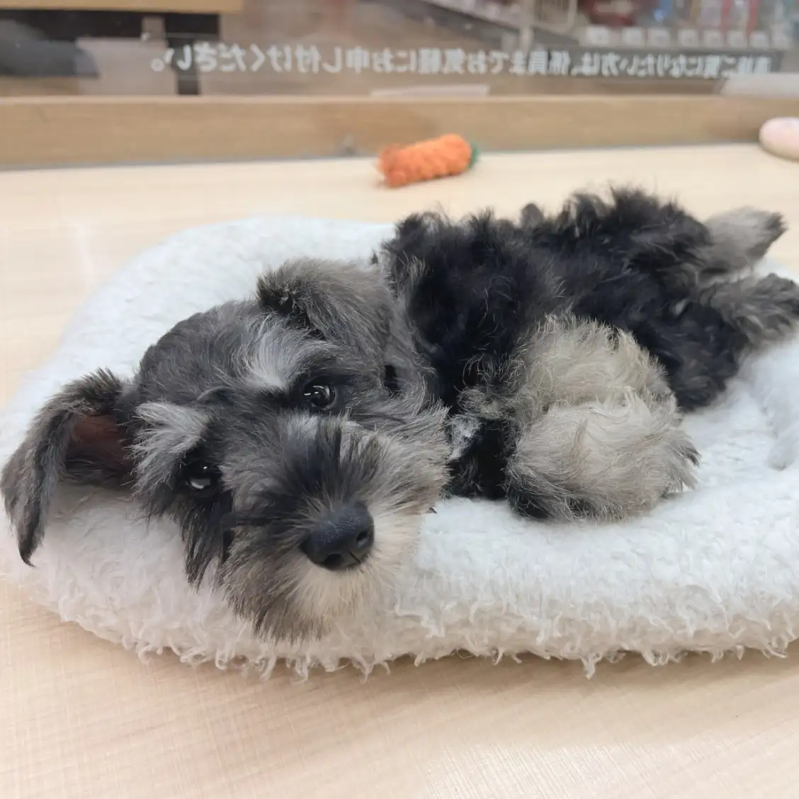 ミニチュア・シュナウザー