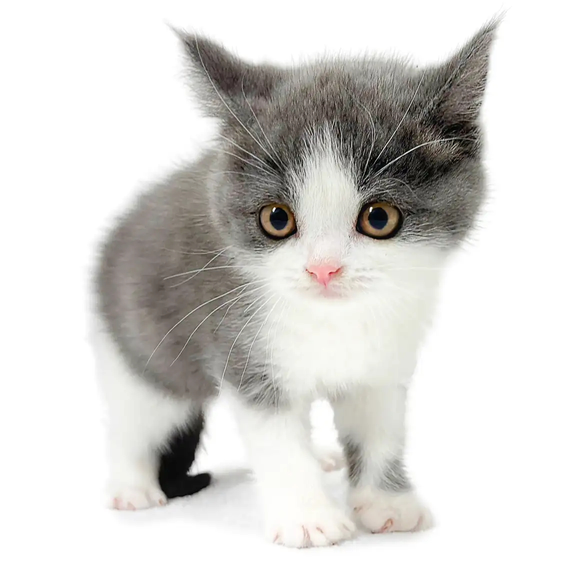 ブリティッシュショートヘア