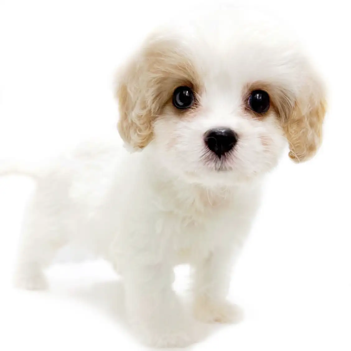 MIX(キャバリアキングチャールズスパニエル×ビションフリーゼ)