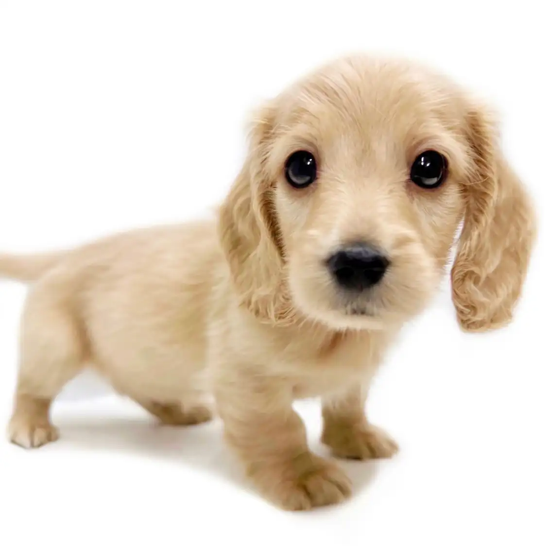 ミニチュア・ダックスフント