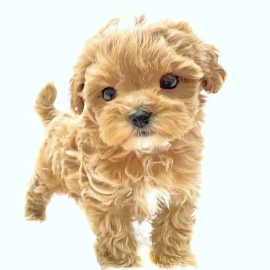 MIX（マルチーズ×トイプードル）