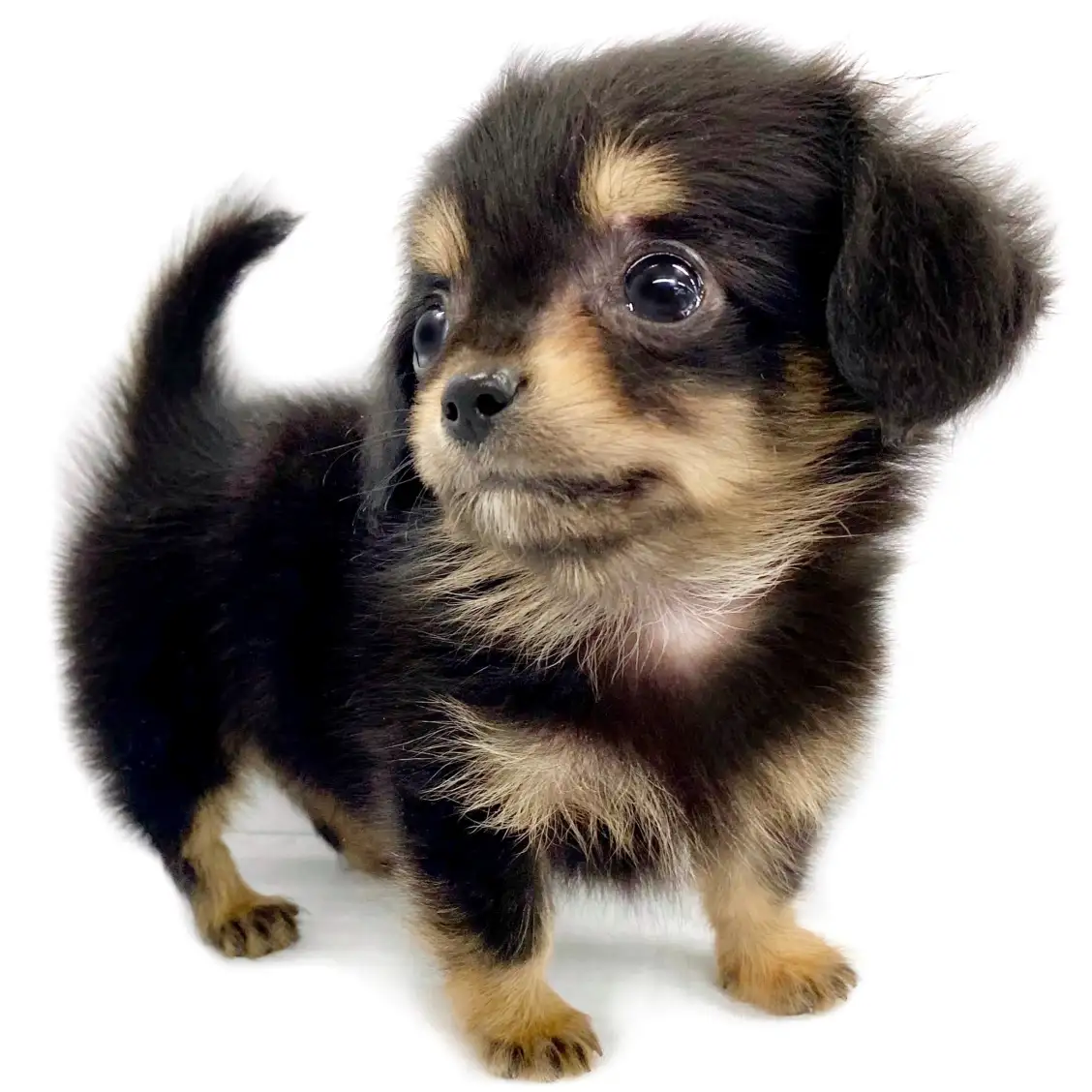 MIX(チワワ×ミニチュアダックスフント)