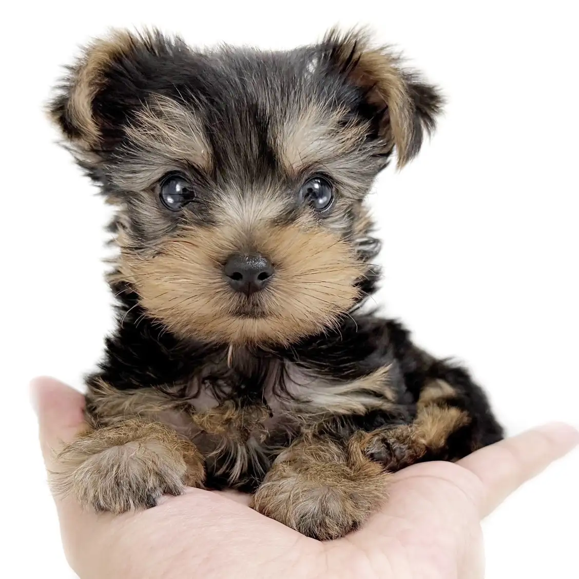 ヨークシャーテリア