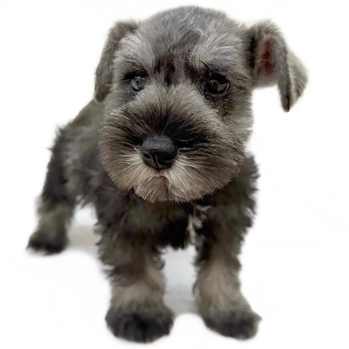 ミニチュア・シュナウザー