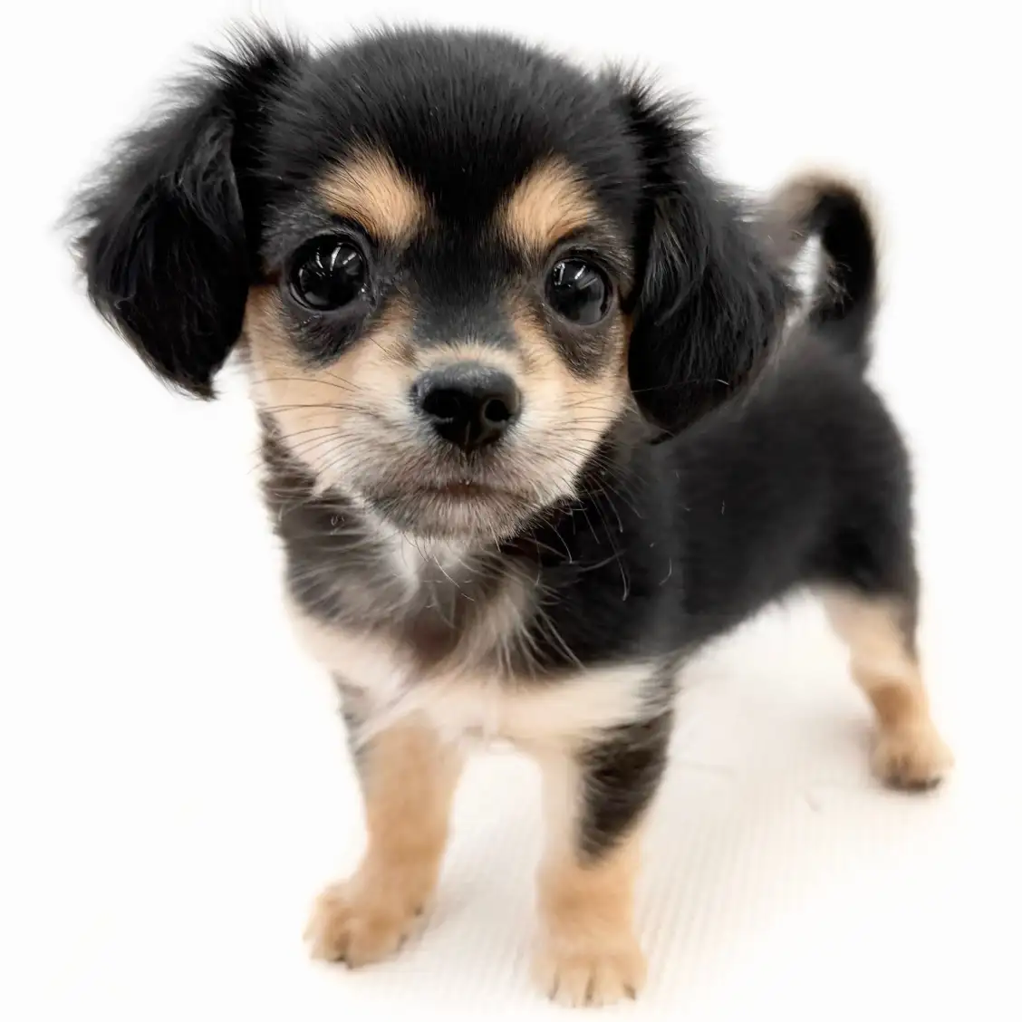 MIX（チワワ×ミニチュアダックスフント）