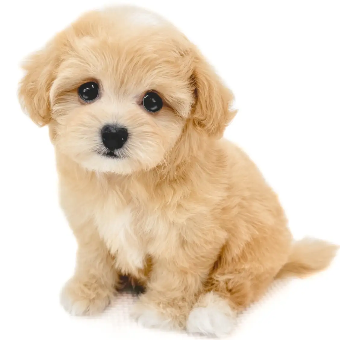 MIX（チワワ×トイプードル）