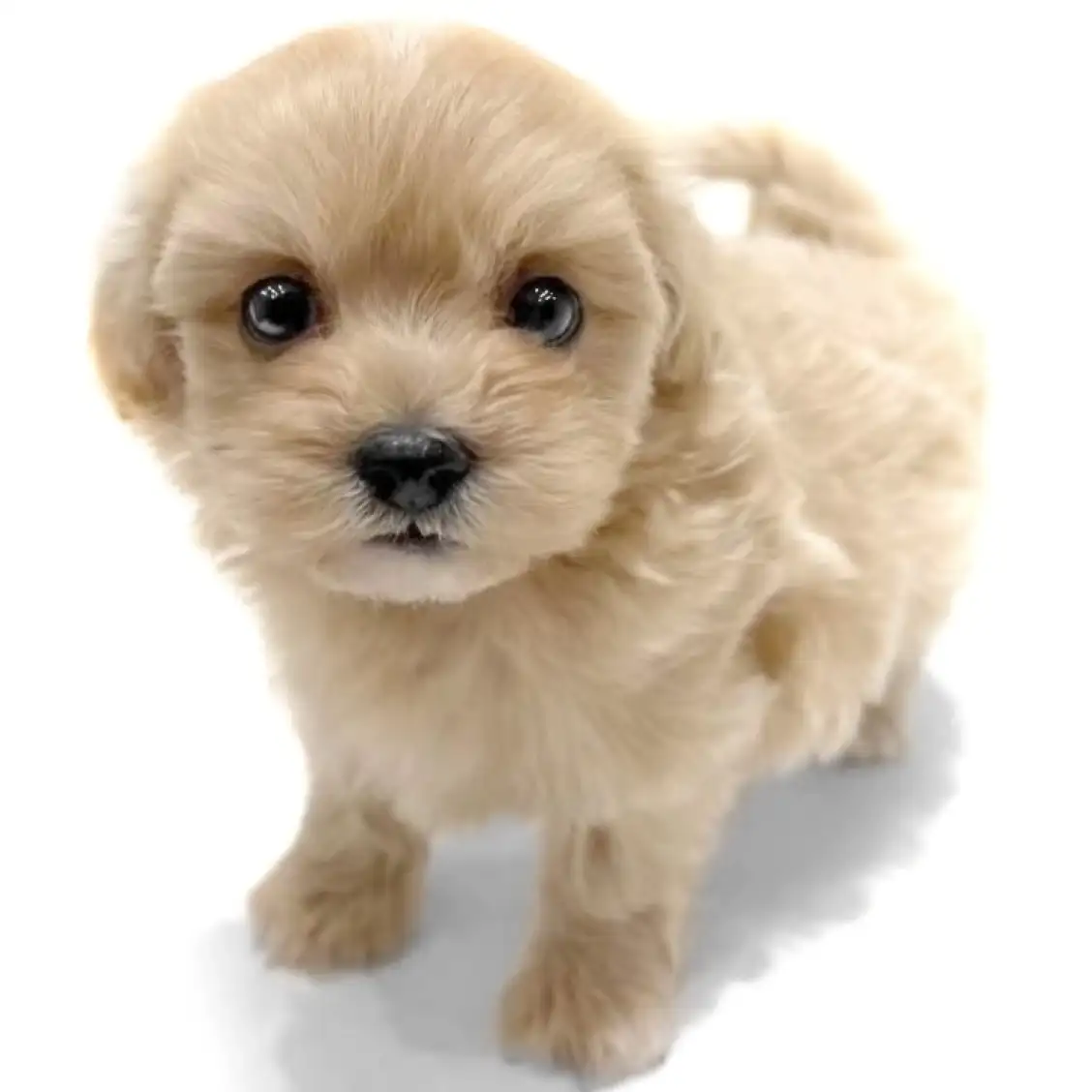 MIX(マルチーズ×トイプードル)