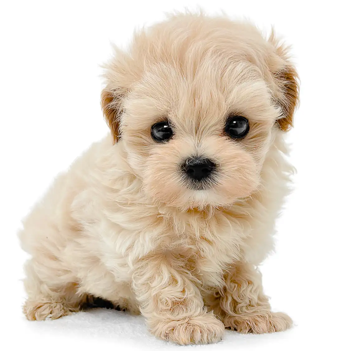 MIX（マルチーズ×トイプードル）