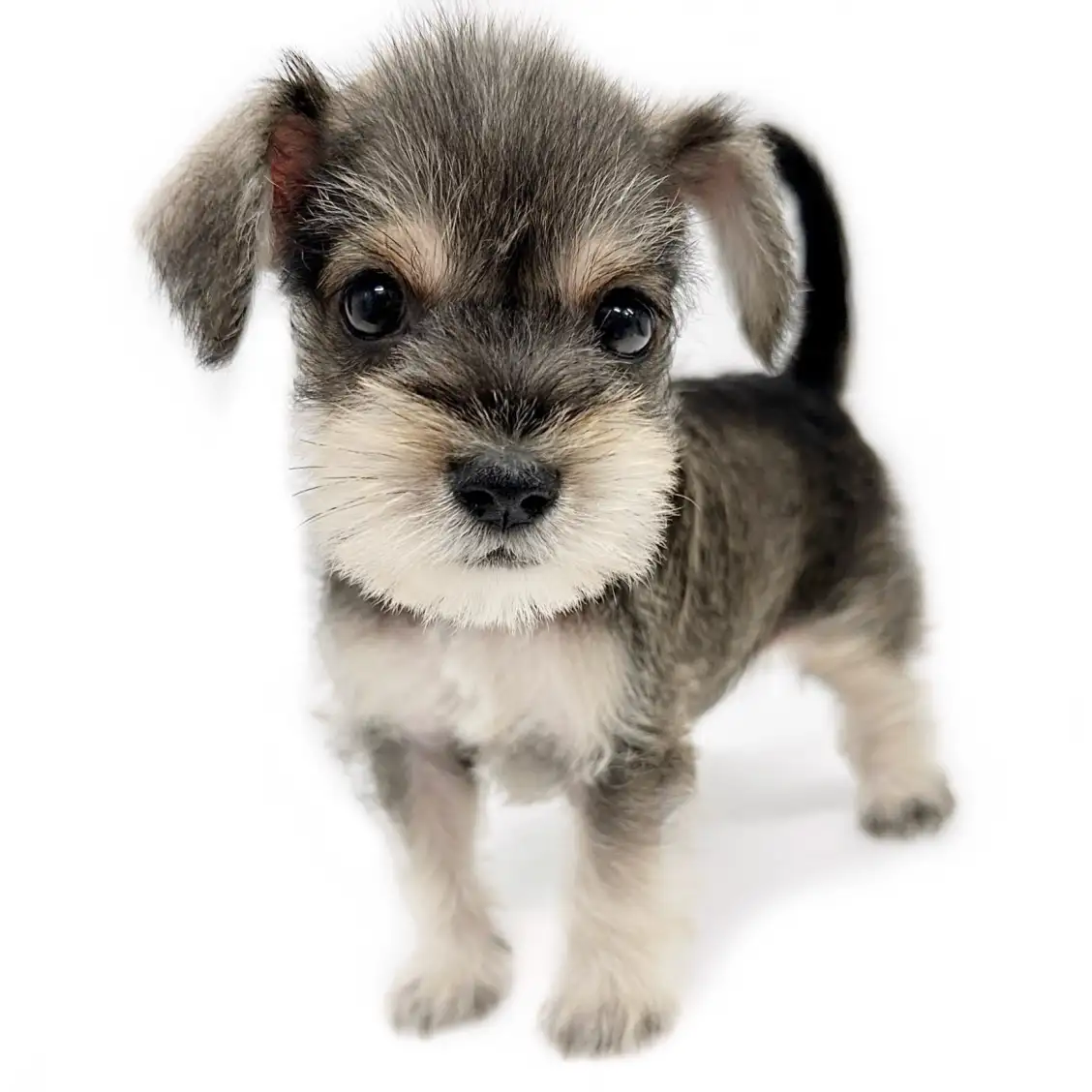 ミニチュア・シュナウザー