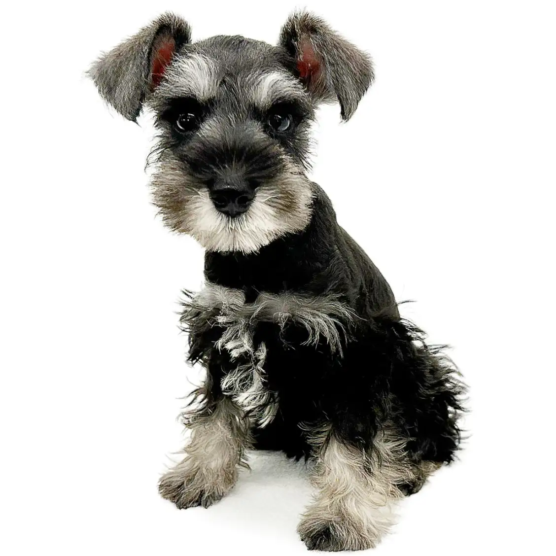 ミニチュア・シュナウザー