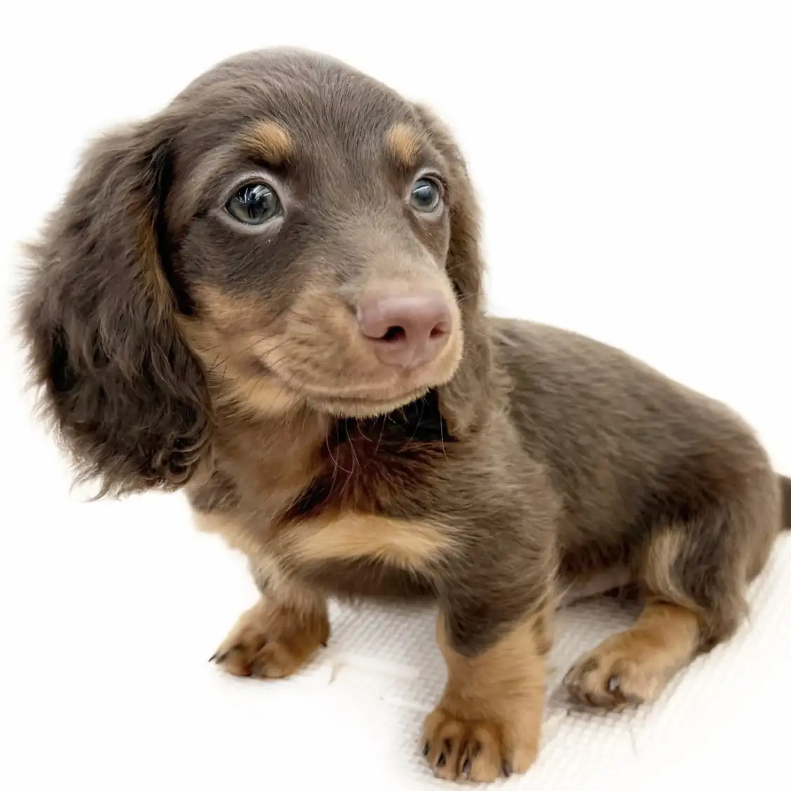 ミニチュア・ダックスフント