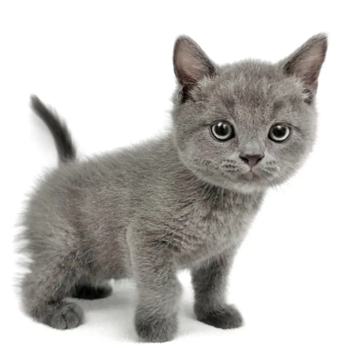 ブリティッシュショートヘア