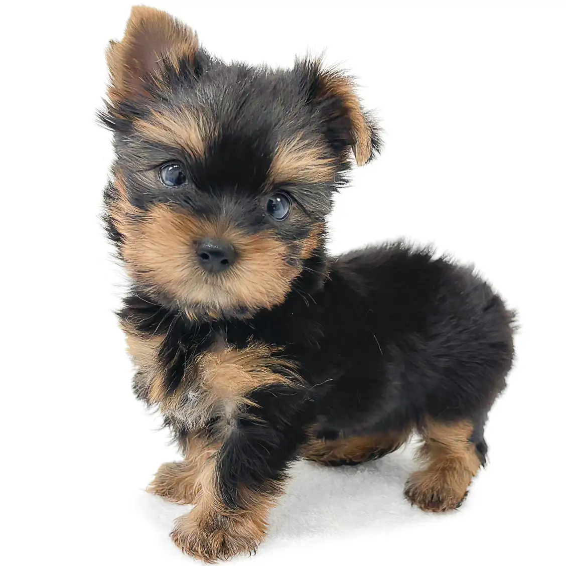 ヨークシャーテリア