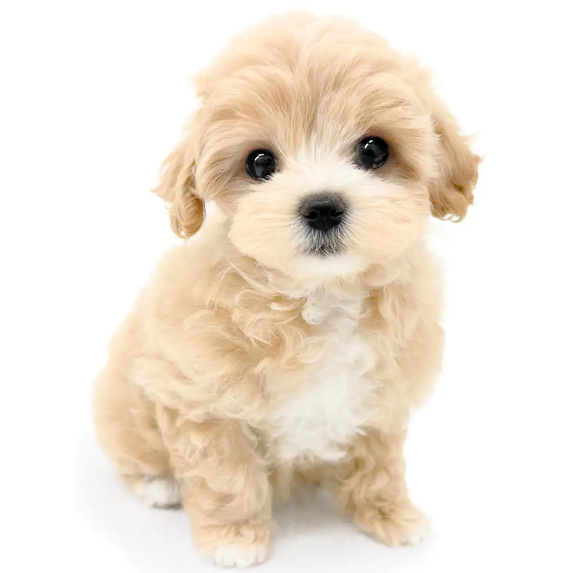 MIX(マルチーズ×トイプードル)