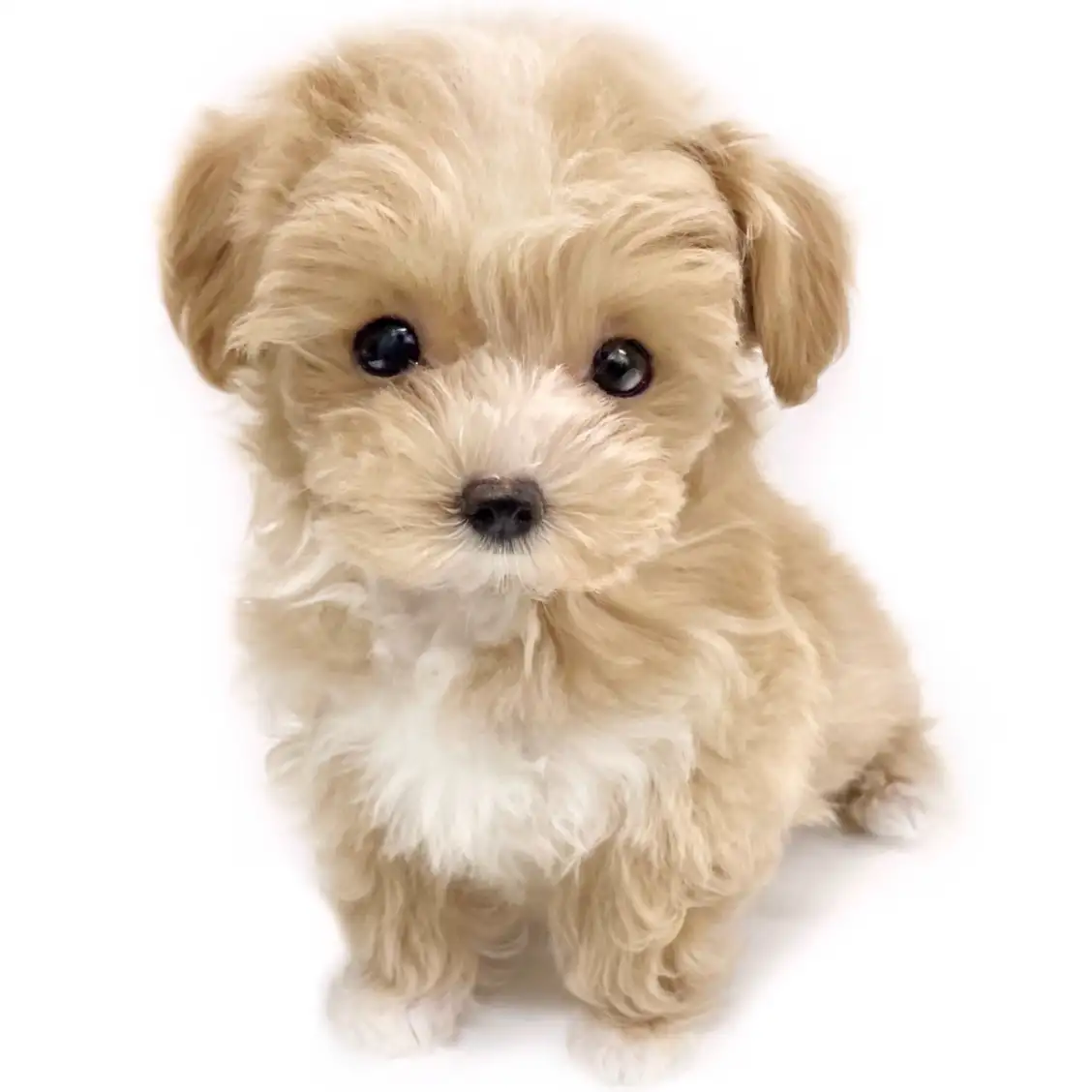 MIX（マルチーズ×トイプードル）