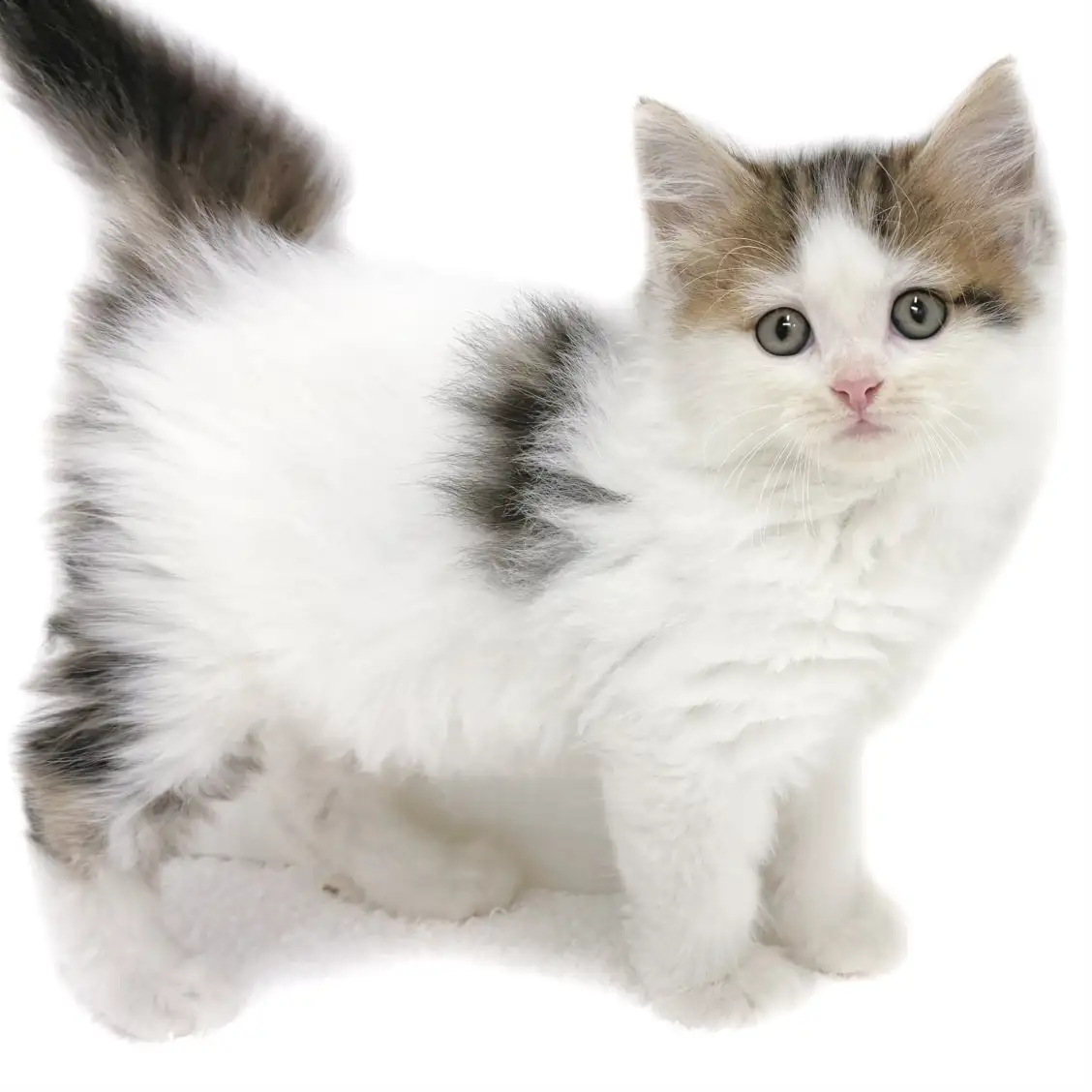 ノルウェージャンフォレストキャット