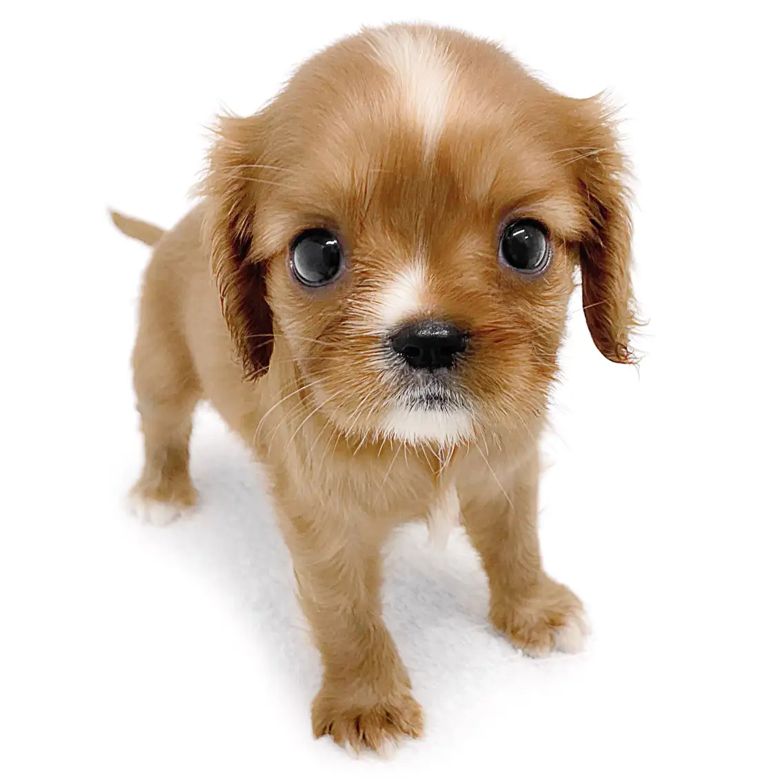 キャバリア・キングチャールズ・スパニエル